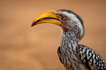 A yellow-billed hornbill forages on the ground, pecking at food, captured during a safari game drive in the African bushveld. The bird's distinctive bill and striking feathers contrast beautifully