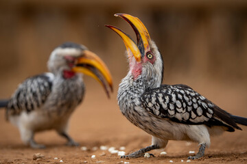 A yellow-billed hornbill forages on the ground, pecking at food, captured during a safari game drive in the African bushveld. The bird's distinctive bill and striking feathers contrast beautifully