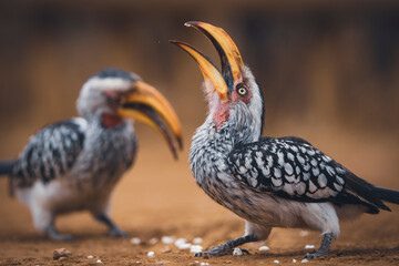 A yellow-billed hornbill forages on the ground, pecking at food, captured during a safari game drive in the African bushveld. The bird's distinctive yellow bill and striking feathers contrast