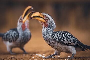 A yellow-billed hornbill forages on the ground, pecking at food, captured during a safari game drive in the African bushveld. The bird's distinctive yellow bill and striking feathers contrast