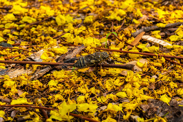 Insect called cigarra, scientific name Cicadoidea, in a forest with yellow flowers in Brazil
