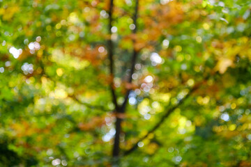 Abstract blurred background of trees with green, yellow, and orange leaves, creating a vibrant and colorful bokeh effect, evoking a peaceful autumn atmosphere.