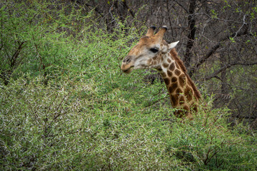 A giraffe stands among lush green trees in the African bushveld, feeding on fresh leaves. Captured during a safari game drive, the scene showcases the giraffe’s graceful reach and its natural habitat 