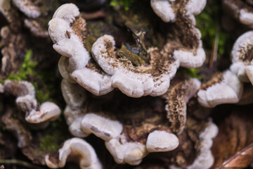 A detailed close-up of unique fungi growing among moss on a forest floor, showcasing nature's intricate textures and forms.