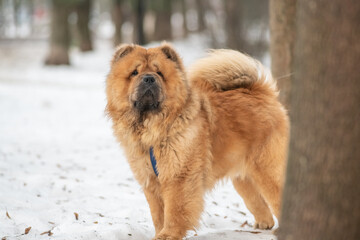 A beautiful purebred chow chow on a walk in the snow in winter.
