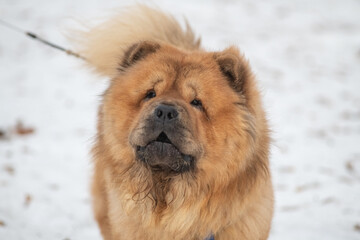 A beautiful purebred chow chow on a walk in the snow in winter.