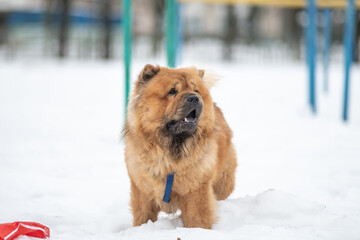A beautiful purebred chow chow on a walk in the snow in winter.