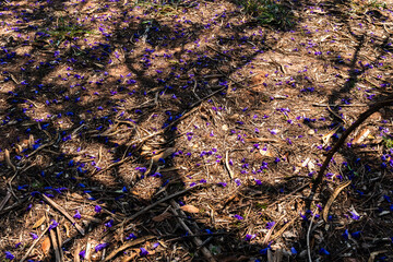 Shade of the jacaranda with flowers on the ground, in Brazil. Mimosa jacaranda. Scientific name:...