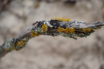 Liquins nas Arvores - Proximo ao Mar - Florianópolis