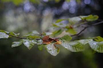 Foliage