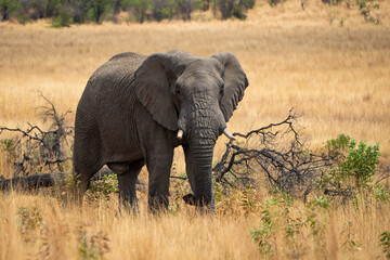 Obraz premium A stunning image of a fully grown elephant standing majestically in an open field beside a green tree, captured during a safari game drive in the African bushveld with golden brown grass swaying