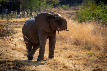 Fototapeta premium A humorous moment captured of an elephant standing with its trunk draped over its eyes and hind legs crossed, displaying a playful and almost human-like pose. This amusing 