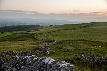 British farmland at sunset,typical rural scene of the Yorkshire dales.Dry stone walls with flocks of sheep grazing the fields