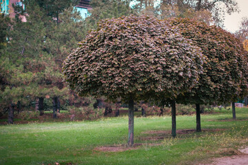 In a tranquil park landscape, you can observe a serene view showcasing wellmaintained, roundshaped...