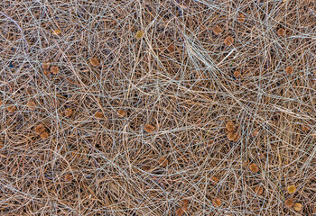 brown nature background of autumn fallen pine needles and leaves in a fall season forest. natural backdrop for concept and design