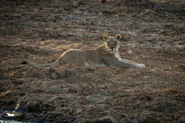 A lioness lies on the ground, her keen eyes scanning the surroundings for potential prey during a safari game drive in the African bushveld. Her relaxed but watchful stance captures her natural