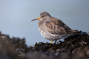 Purple Sandpiper, Calidris maritima, sea waterbird in the natural habitat.  Sandpiper resting by low tide. Wildlife scene from Belgium.  