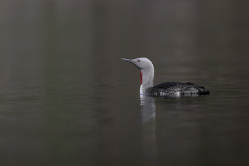 Red-throated diver (Gavia stellata) adult on breeding plumage on a pond.  Bird in natural environment.  Forest Sweden.