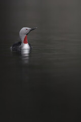 Red-throated diver (Gavia stellata) adult on breeding plumage on a pond.  Bird in natural environment.  Forest Sweden.