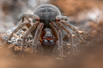 Close-up of a Black laceweb spider , Amaurobius ferox , Spider in natural environment.  Belgium.  Macro-photography, Belgium