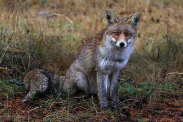 Fototapeta premium Volpe