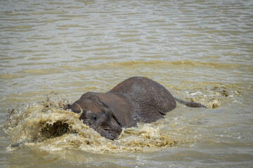 Fototapeta premium A playful elephant enjoys splashing in a waterhole, captured during a safari game drive in the African bushveld. The elephant's fun and carefree nature is highlighted as it engages with the water