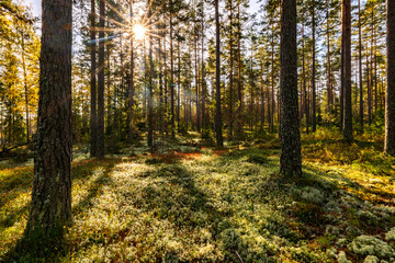 Obraz premium Pine tree forest in a sunny day