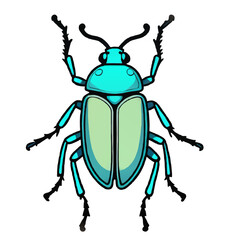 beetle isolated on white background