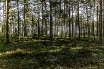 Obraz premium Pine tree forest in a sunny day