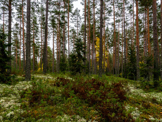 Fototapeta premium Pine tree forest in a sunny day