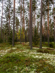 Pine tree forest in a sunny day