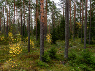 Fototapeta premium Pine tree forest in a sunny day