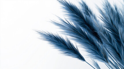Close-up image of blue pampas grass