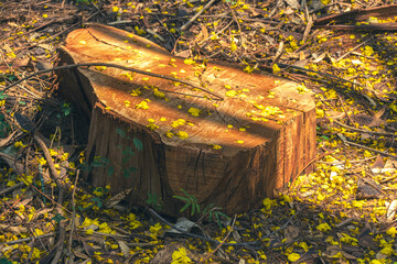 trunk cut in forest in brazil, on ground with yellow flowers