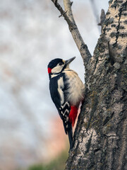 Male Great Spotted Woodpecker perching on a tree trunk. Close-up portrait of the bird