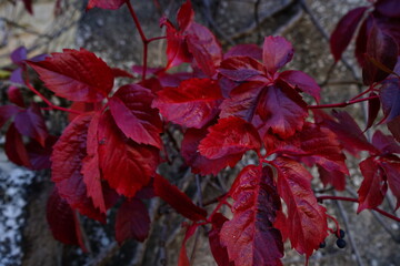 Ivy leaves turned red in autumn