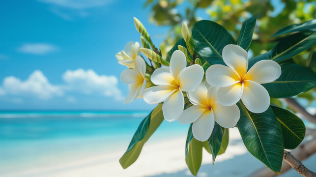 Fototapeta A blooming frangipani tree against the backdrop of a sandy beach and crystal clear turquoise ocean