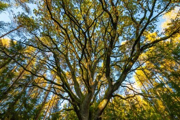 Yggdrasil Pagan Tree of Life. Religion. Druidism. Prayers. Cult. Rites. Autumn forest landscape. Gold color, red orange foliage in fall park. Autumnal equinox. Family tree