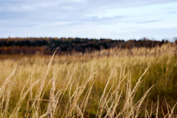 Autumn country landscape, field with cereals and trees with yellow leaves