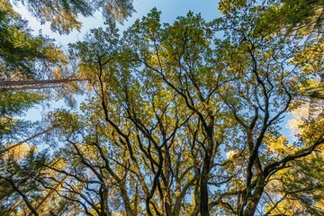 Yggdrasil Pagan Tree of Life. Religion. Druidism. Prayers. Cult. Rites. Autumn forest landscape. Gold color, red orange foliage in fall park. Autumnal equinox. Family tree