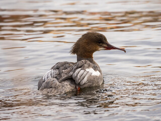 A female common merganser swimming in a river