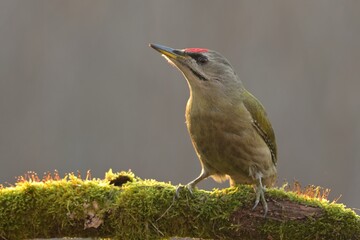 Greyheaded woodpecker Picus canus bird songbird wildlife nature predator cock o the north, beautiful animal mountain finch, animal, bird watching ornithology, flower bud fauna wildlife Europe