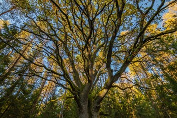 Yggdrasil Pagan Tree of Life. Religion. Druidism. Prayers. Cult. Rites. Autumn forest landscape. Gold color, red orange foliage in fall park. Autumnal equinox. Family tree