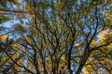 Yggdrasil Pagan Tree of Life. Religion. Druidism. Prayers. Cult. Rites. Autumn forest landscape. Gold color, red orange foliage in fall park. Autumnal equinox. Family tree