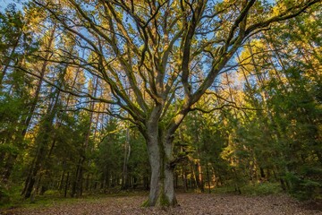 Naklejka premium Yggdrasil Pagan Tree of Life. Religion. Druidism. Prayers. Cult. Rites. Autumn forest landscape. Gold color, red orange foliage in fall park. Autumnal equinox. Family tree