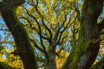 Yggdrasil Pagan Tree of Life. Religion. Druidism. Prayers. Cult. Rites. Autumn forest landscape. Gold color, red orange foliage in fall park. Autumnal equinox. Family tree