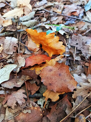 Autumn nature background. Branch with dry leaves on black gravel ground. Close up of autumn leaves and sticks.