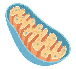 Vector diagram of Mitochondria. Cross-section view. Medical infographics