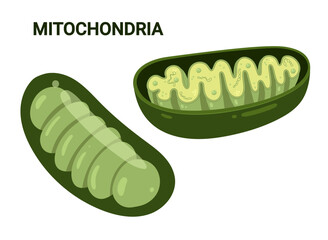 Vector diagram of Mitochondria. Cross-section view. Medical infographics