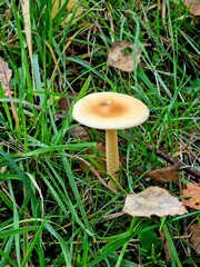 A mushroom grew on the edge of the forest